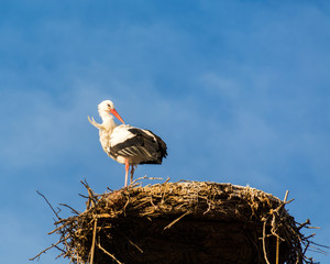 Stork in his nest in Burgenland