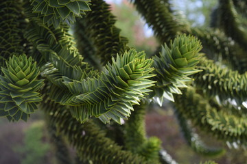 Ramoscello di conifero