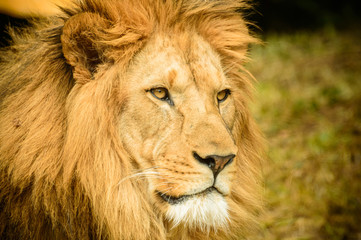 Portrait of a lion, a wild and dangerous animal resting during the day.