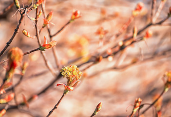 Blooming buds on maple tree branches. Gentle first little leaves on bare branches. Awakening of nature after the winter period