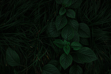 dark green texture of leaves and grass