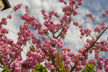 spring sakura,spring blossoms sakura tree pink lush flowers