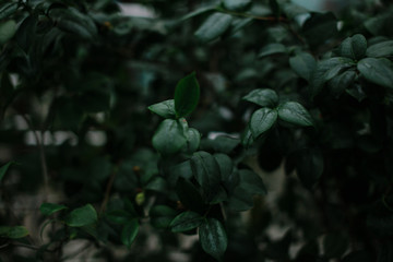 dark green texture of leaves and grass