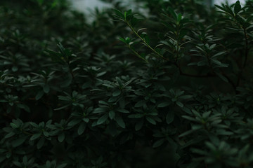 dark green texture of leaves and grass
