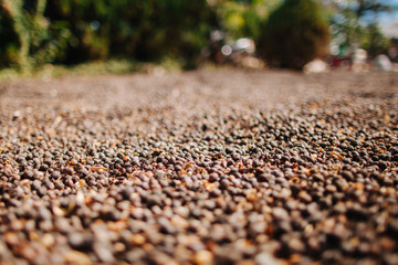 Coffee beans dried in the sun. Dalat