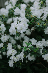flowers in the garden