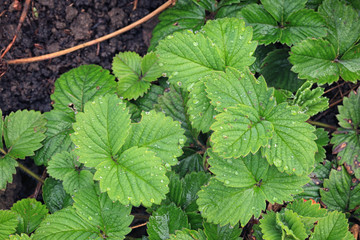 background of green leaves