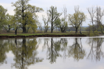 reflection of trees in the river