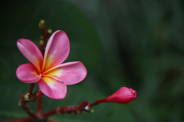 Beautiful Pink Jasmine Flower with space for design or typography 