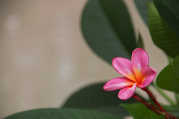 Beautiful Pink Jasmine Flower with space for design or typography 