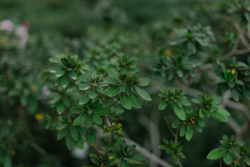 dark green texture of leaves and grass