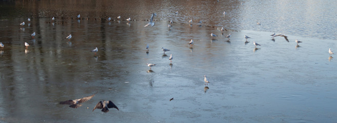 Birds on ice