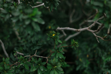 dark green texture of leaves and grass