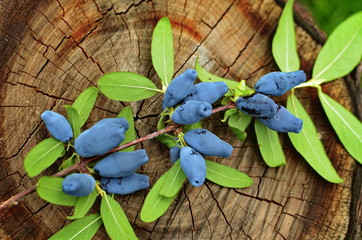 Blue honeysuckle branch in summer garden.