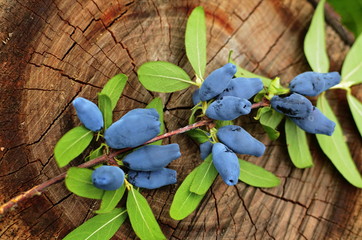 Blue honeysuckle branch in summer garden.