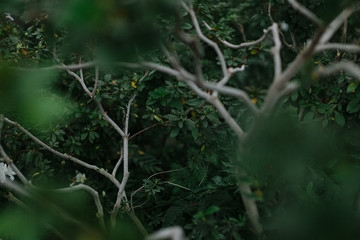 green texture of leaves and grass