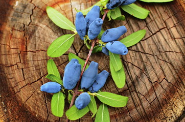 Blue honeysuckle branch in summer garden.