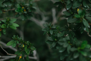 green texture of leaves and grass