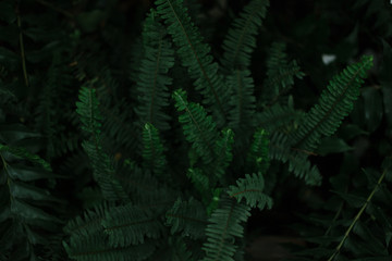Fototapeta na wymiar dark green texture of leaves and grass