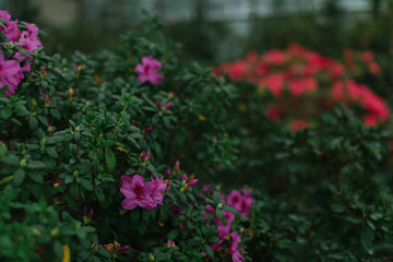 Fototapeta na wymiar flowers in the garden in spring
