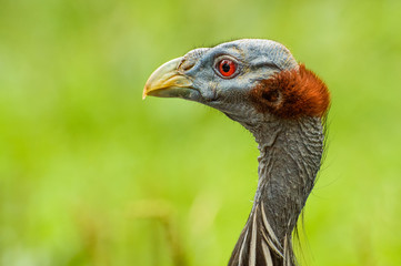 The guinea fowl vulture bird with a small head without plumage with a pointed beak.