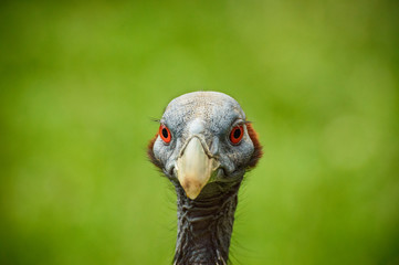 The guinea fowl vulture bird with a small head without plumage with a pointed beak.