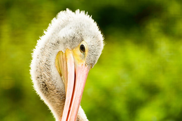 Pelican pink portrait of a pelican, feathered head with a pink long beak on a green background.