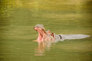 A hippo rests in the water with its mouth open.
