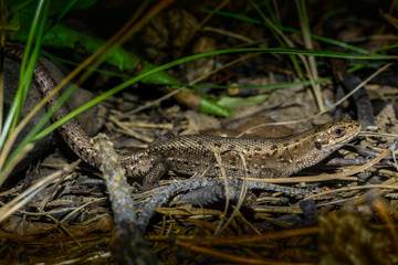 lizard among fallen leaves and branches