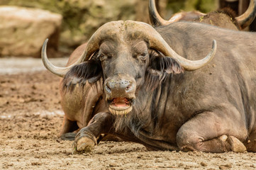 A large buffalo with large horns lies on the ground and rests.