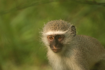 Vervet Monkey