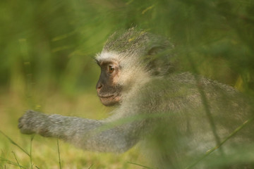 Vervet Monkey