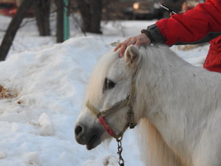 Pony in white in winter with snow on background