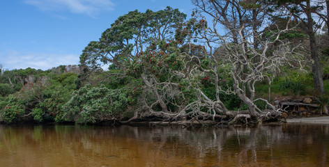 Rivermouth. Ngataki stream. Rarawa Beach. Mangrove. Henderson Bay. Northland New Zealand. Coast