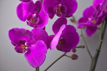 Fototapeta na wymiar Orchid flower, close up of big flowers, strong violet colour.