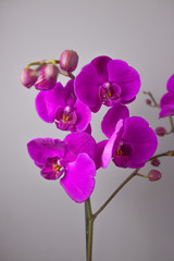 Orchid flower, close up of big flowers, strong violet colour.