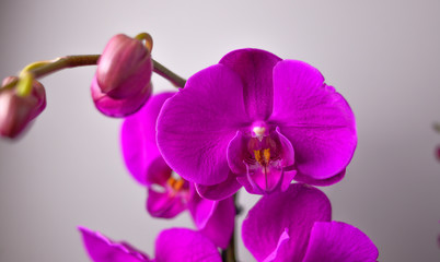 Naklejka na ściany i meble Orchid flower, close up of big flowers, strong violet colour.