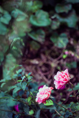 Natural background. Two beautiful pink roses