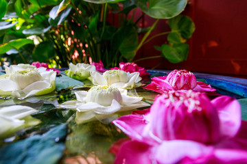 Lotus flower pink and white