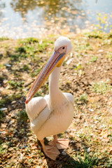 A large pink pelican stands on the water's edge with a long beak.
