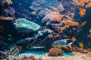 Colorful aquarium with different colorful fishes swimming