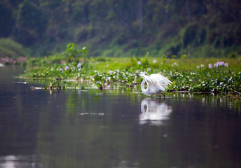 Beautiful white bird takes off from the water