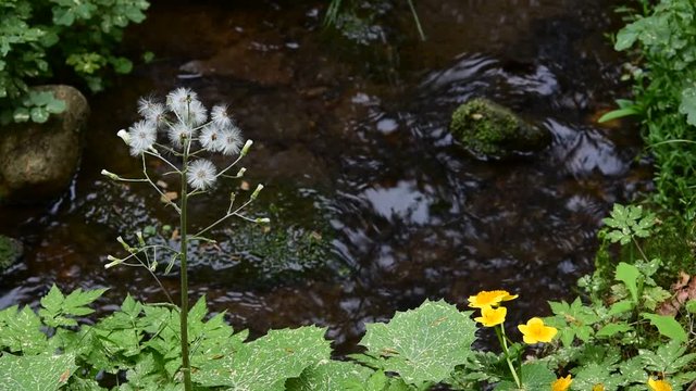 Wildflowers along brooklet in flower in spring