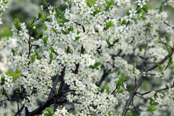 bird cherry blossoms