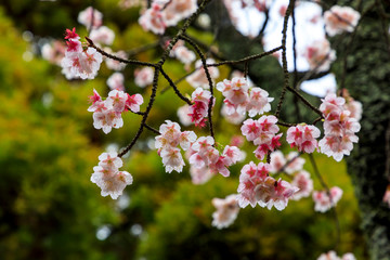 寒緋桜