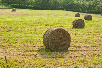 バッカンロール　麦わら乳牛の寝床