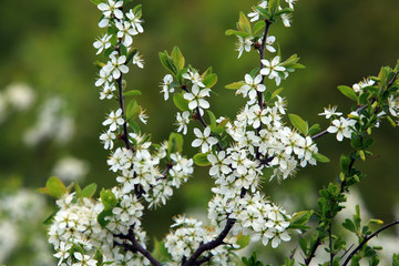 bird cherry blossoms