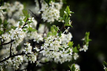 bird cherry blossoms