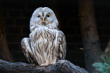 A large Ural owl with white thick plumage sits motionless on a branch.