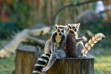 Two lemurs sit on a cut tree trunk and rest at the end of the day.